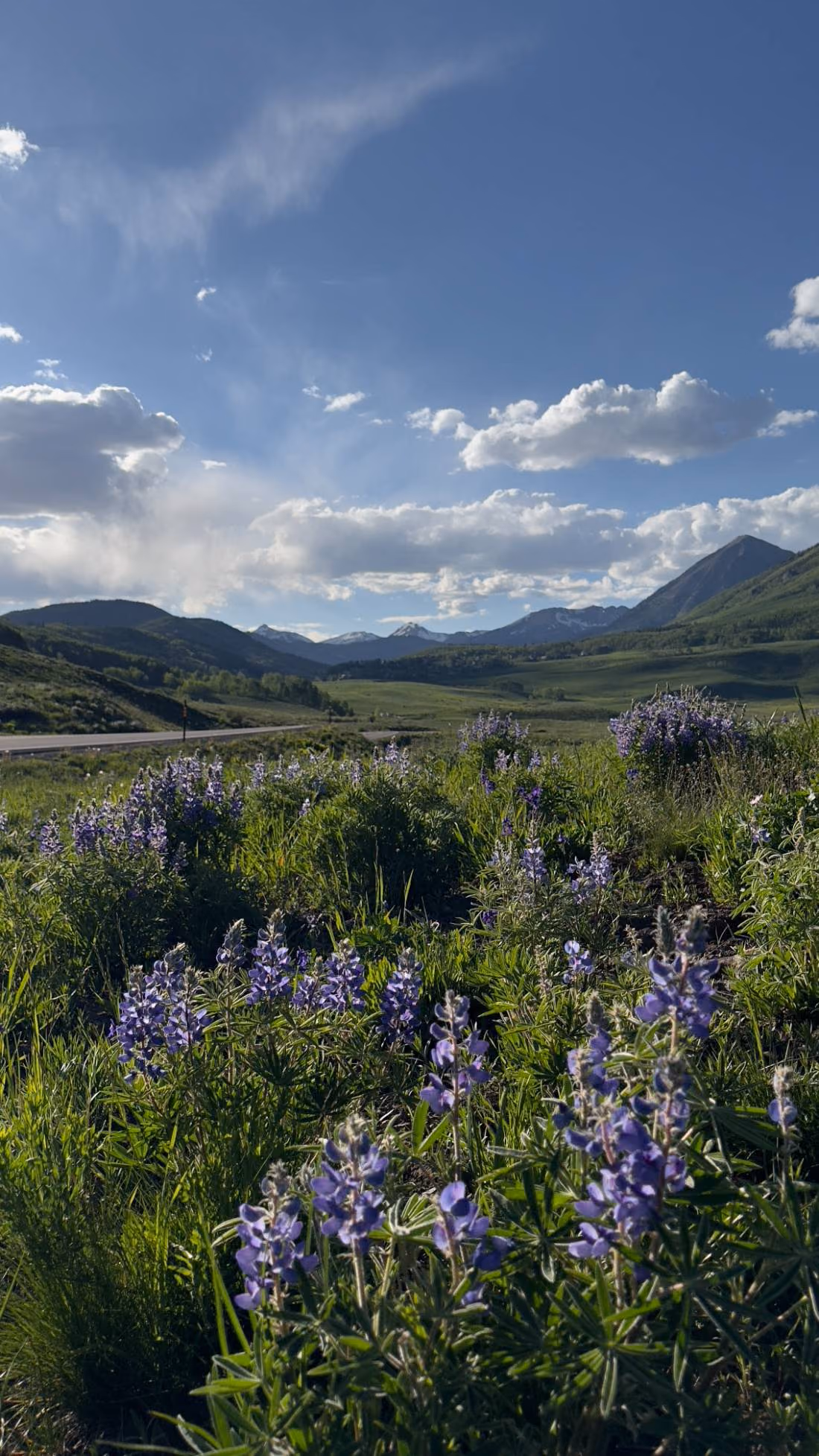Purple wildflowers in a green valley beneath mountain peaks and clouds