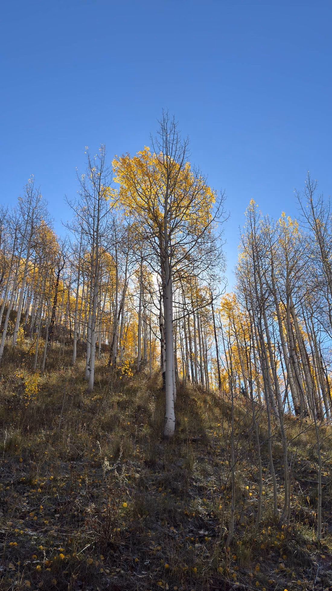 Golden aspens rising above a shaded hillside under a blue sky