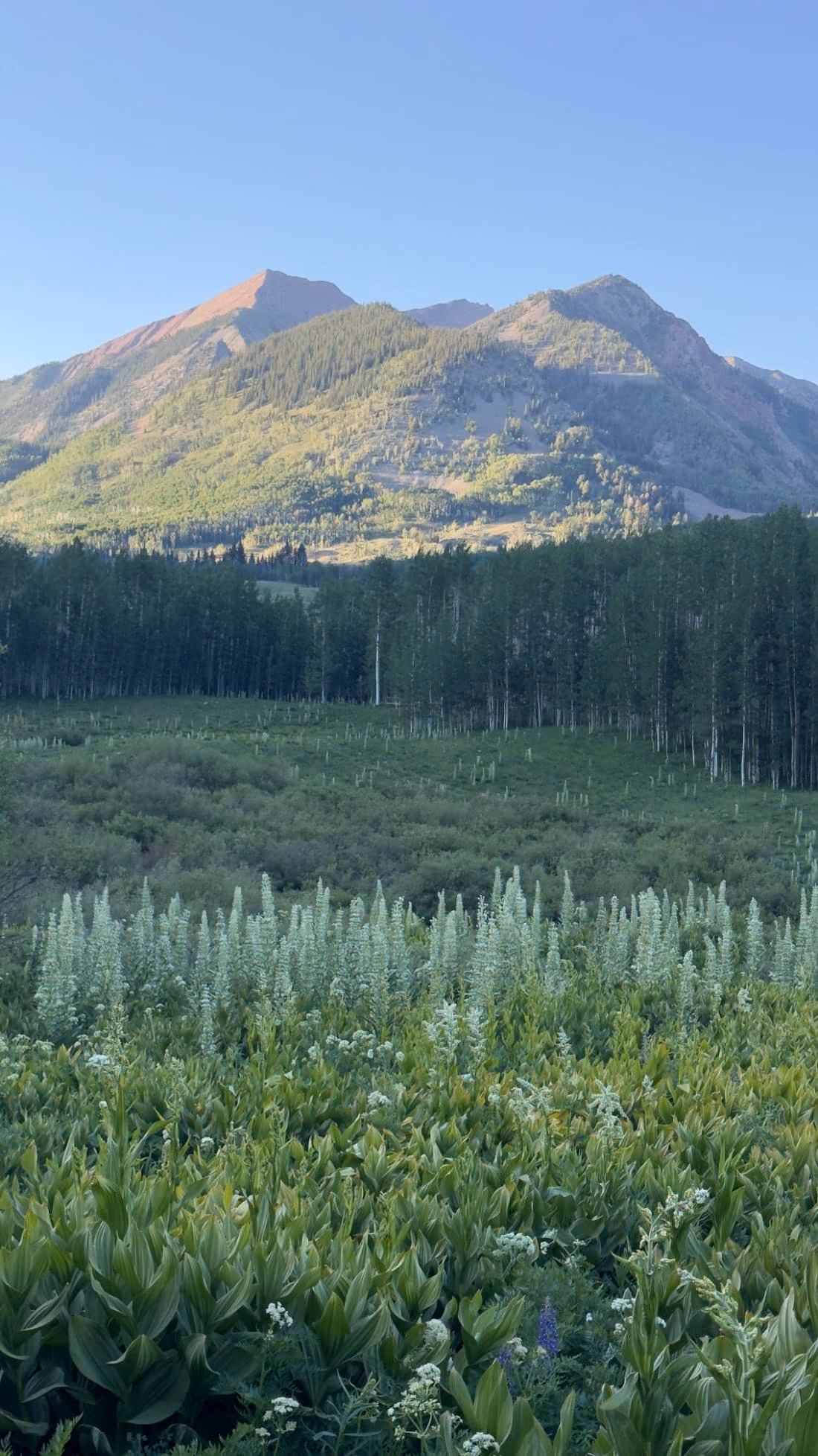 A mountain peak above an evergreen forest and a wildflower meadow