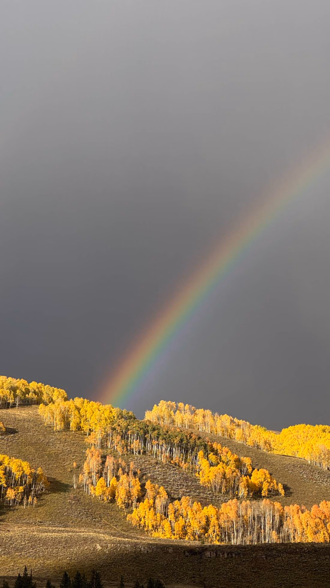 A rainbow above golden aspens beneath dark clouds